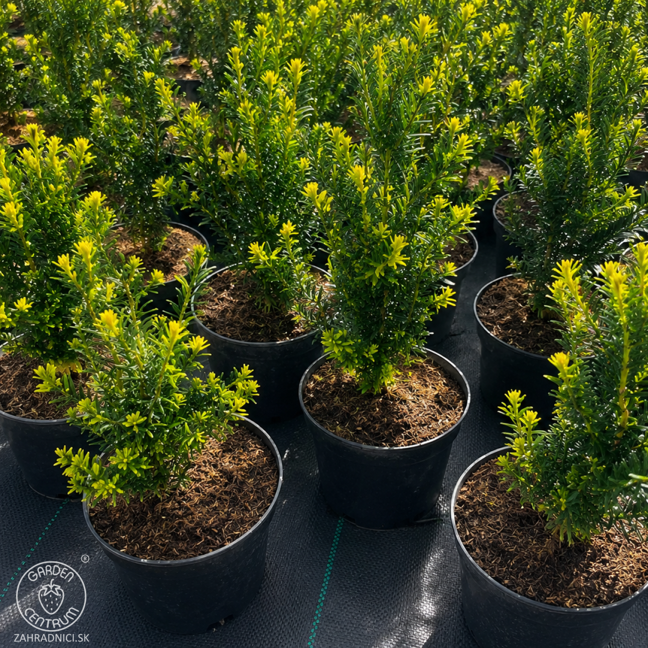 Obrázok Tis obyčajný (Taxus baccata) - výška 20-40 cm, kont. C2L